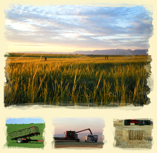 Bos Hay & Grain Crop Phots